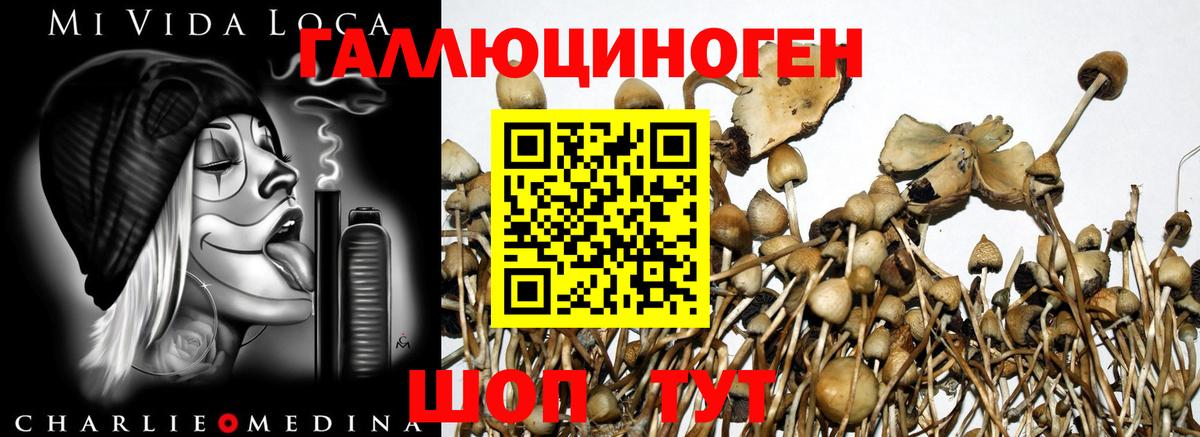 Псилоцибиновые грибы Cubensis Севастополь